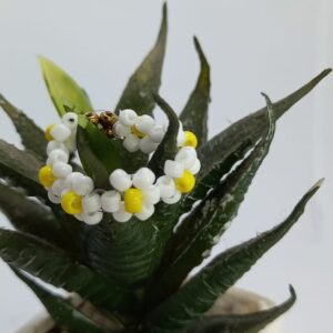 Classic Daisy Ring